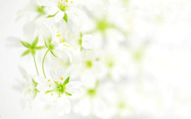 white flowers in soft light