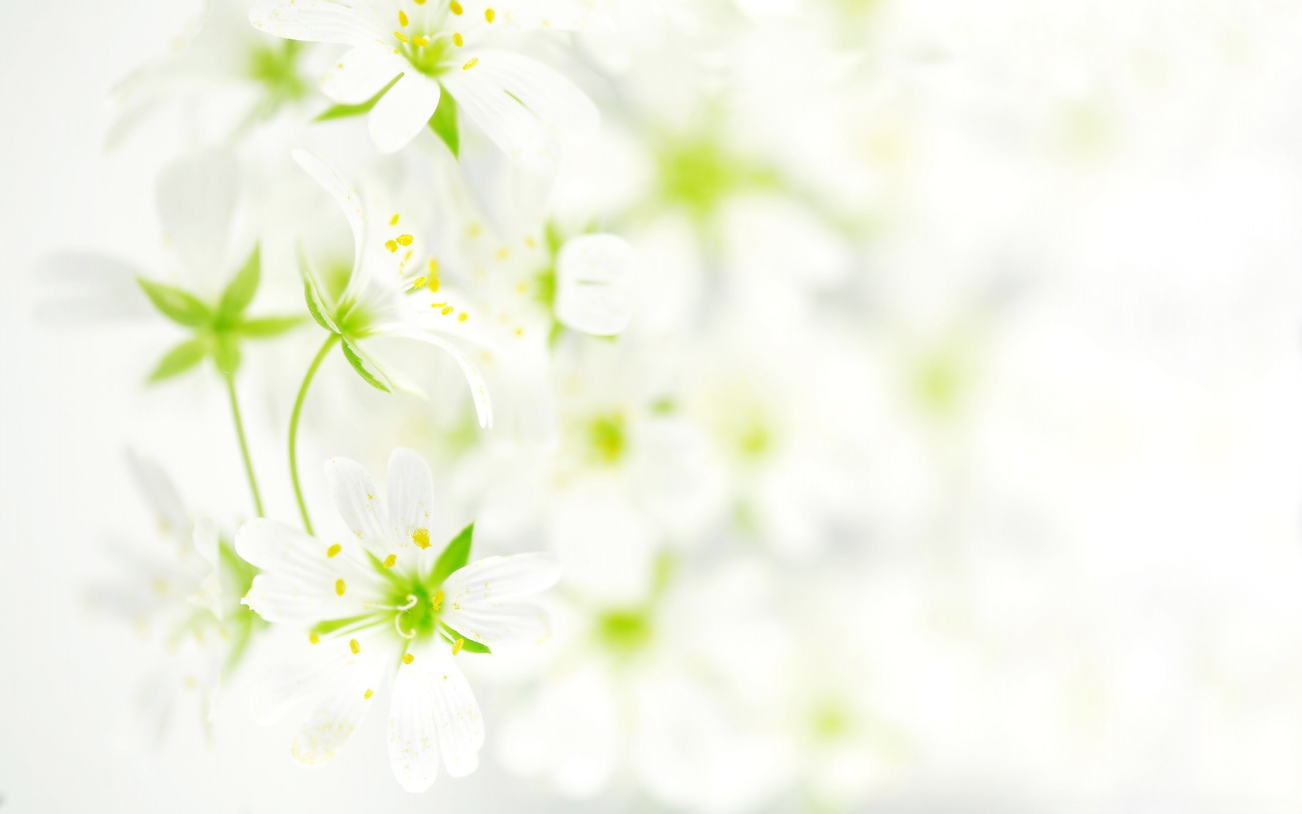 white flowers in soft light