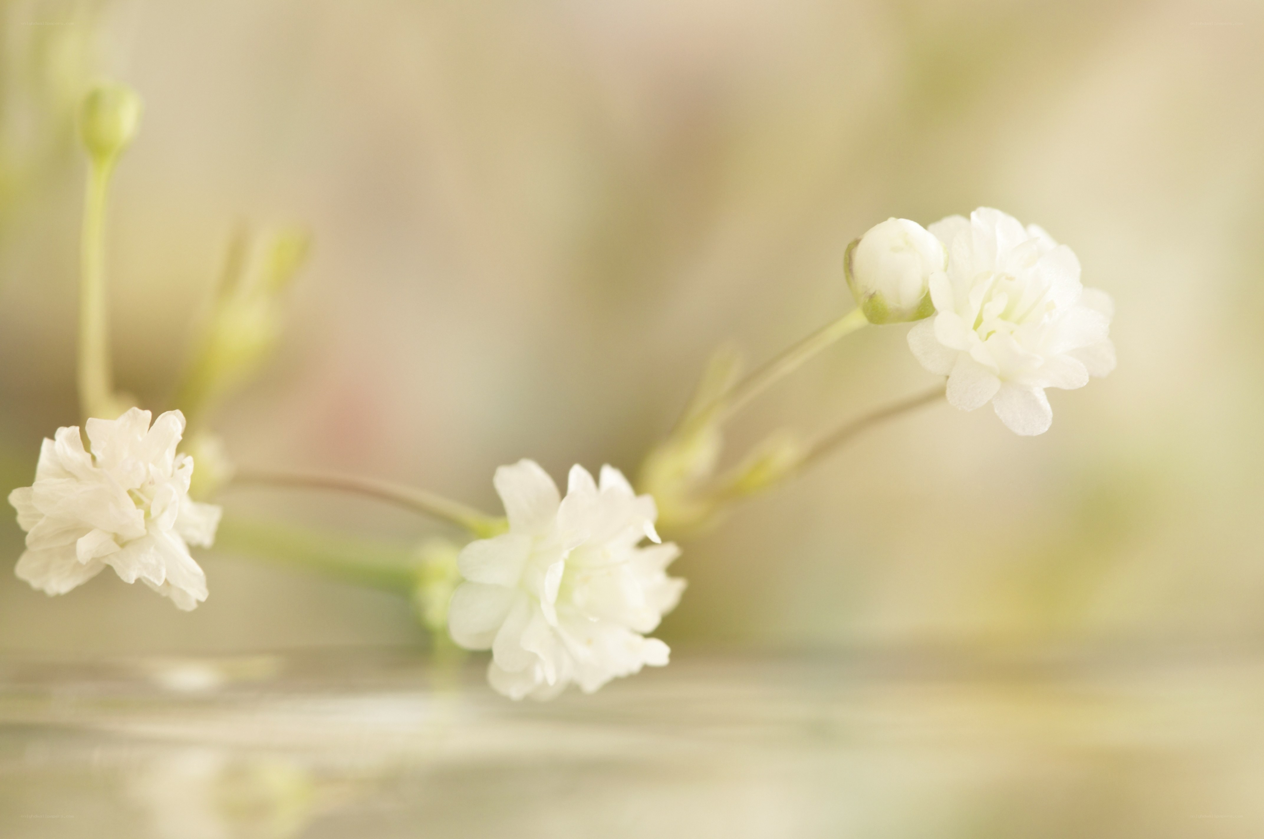 White flowers in soft light