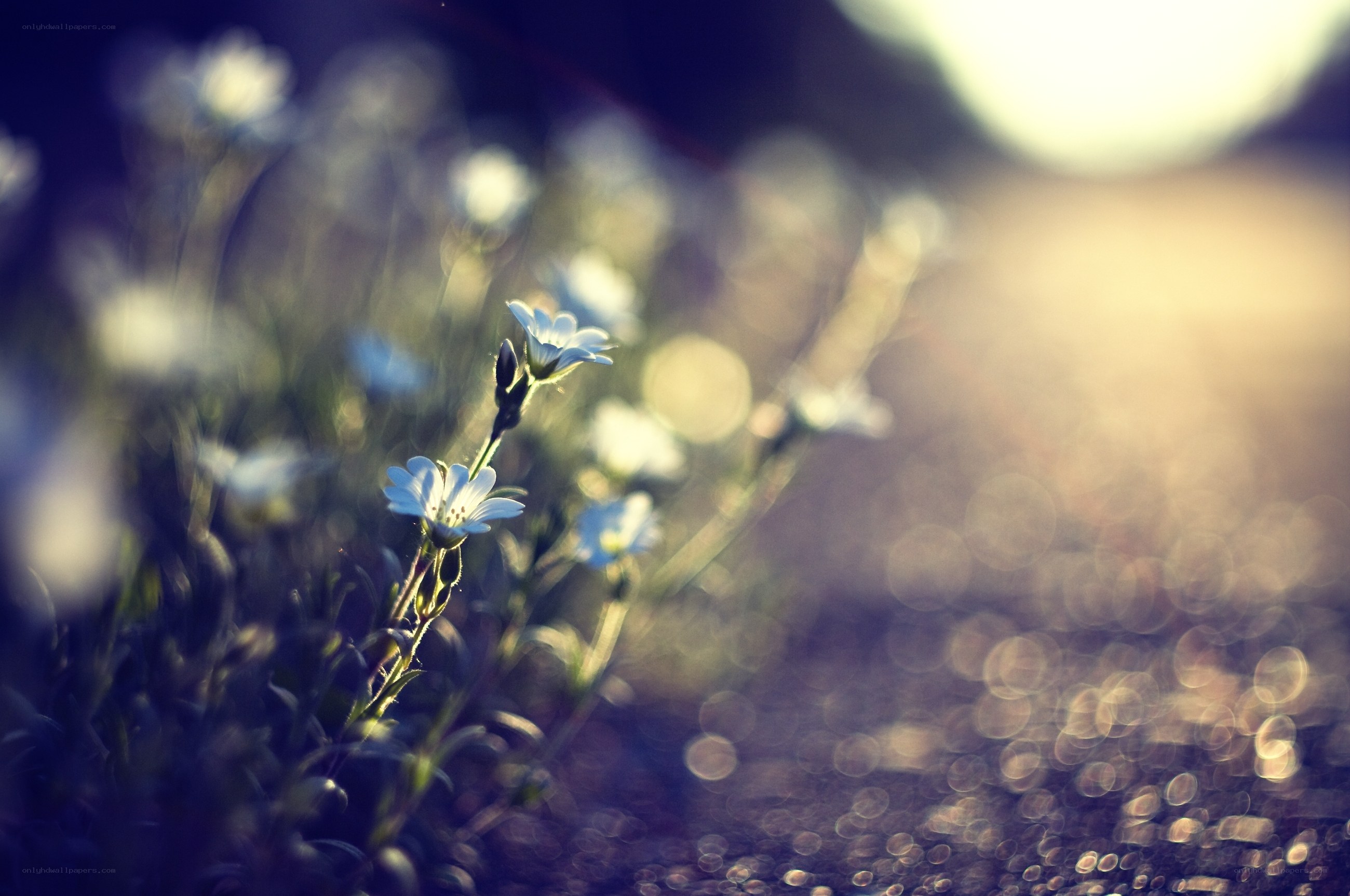 White flowers in soft sunlight