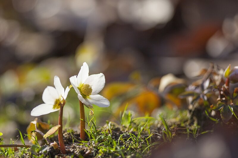 White Flowers in Soil — Serene