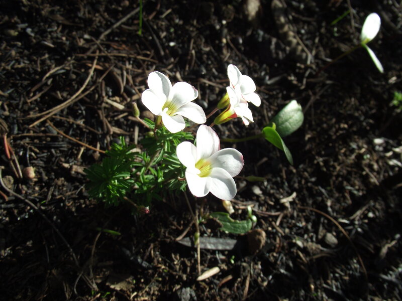 White Flowers in Soil