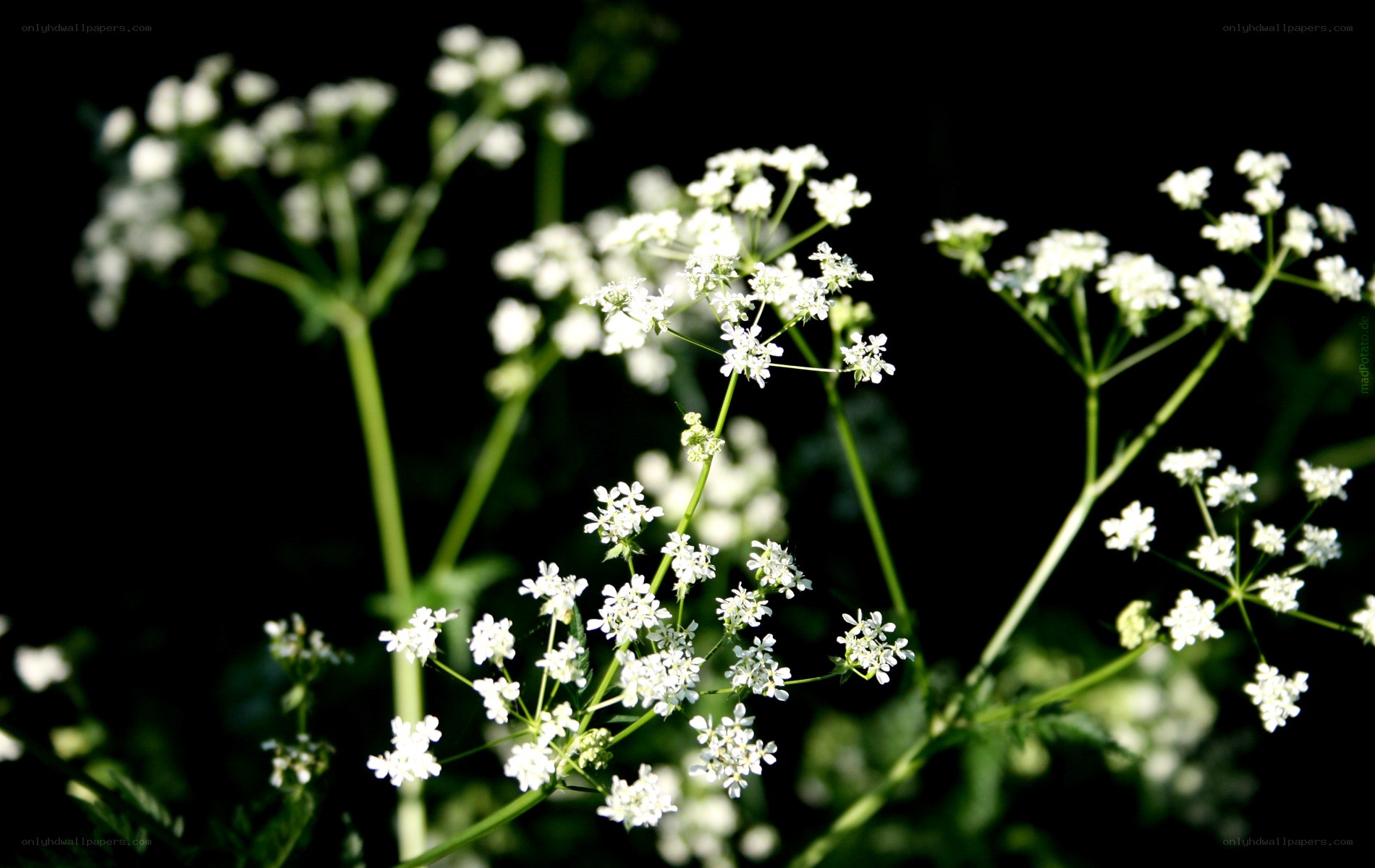 White flowers in sunlight