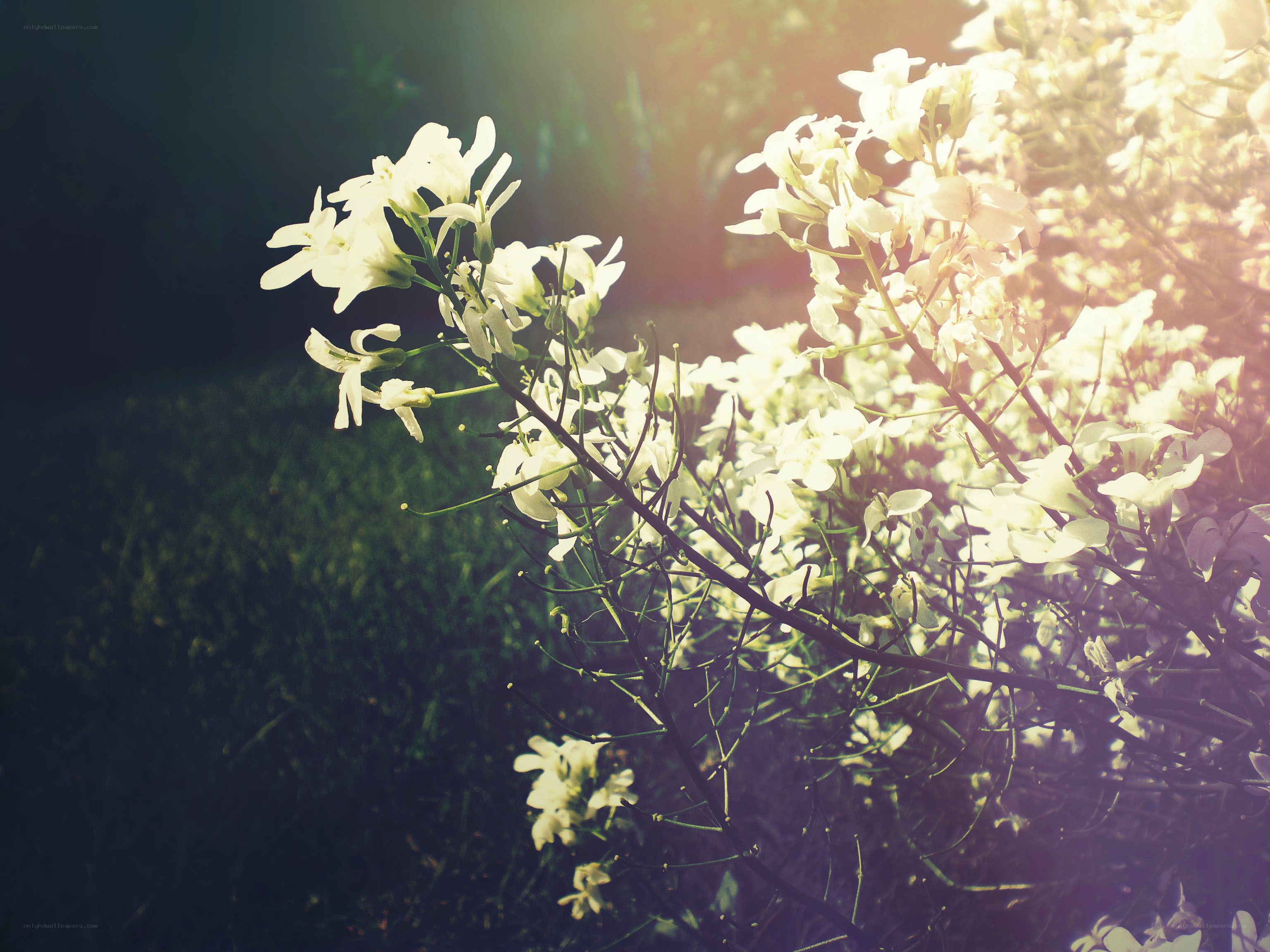 white flowers in sunlight