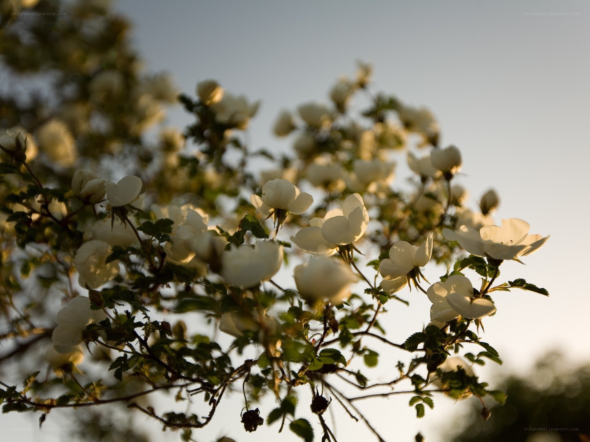 White flowers in sunlight