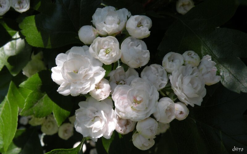 White flowers in sunlight