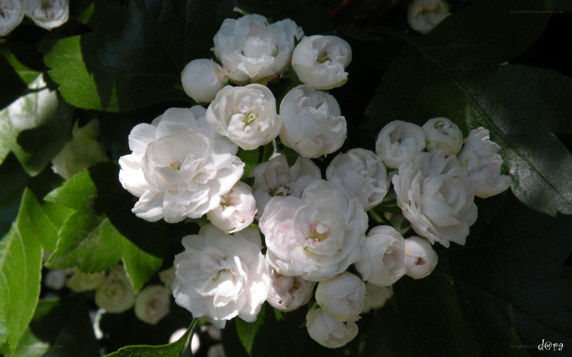 White flowers in sunlight