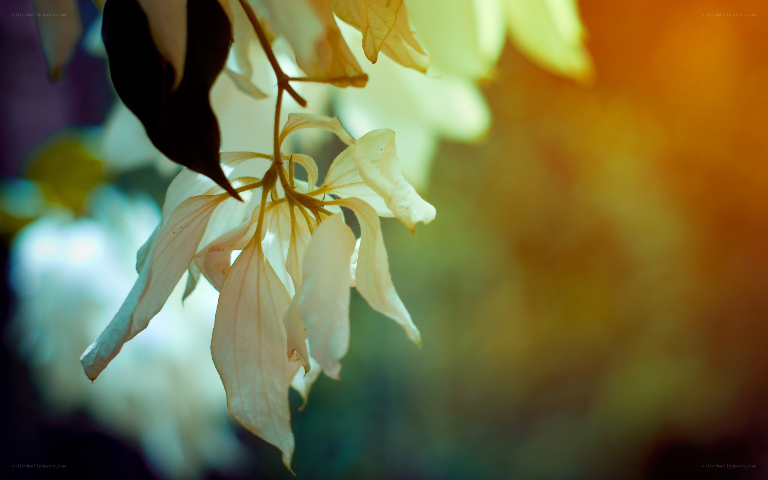 white flowers in sunlight