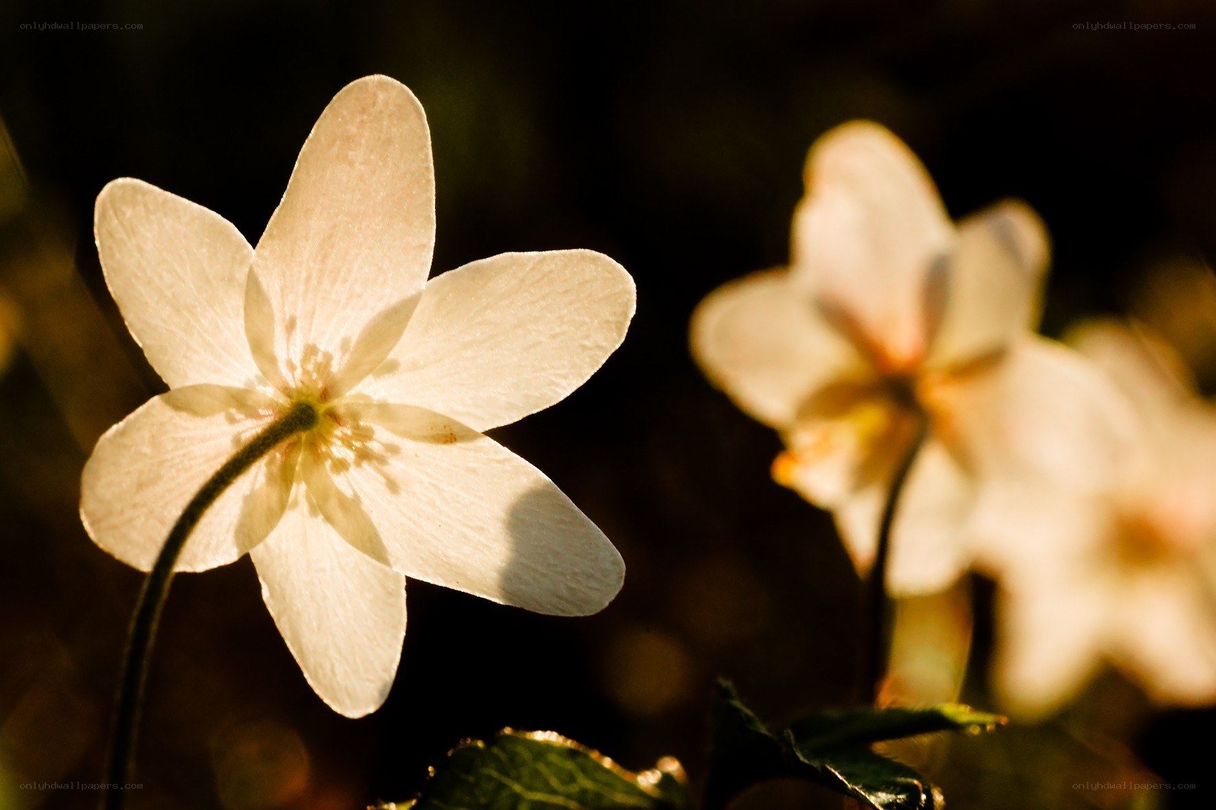 White flowers in sunlight