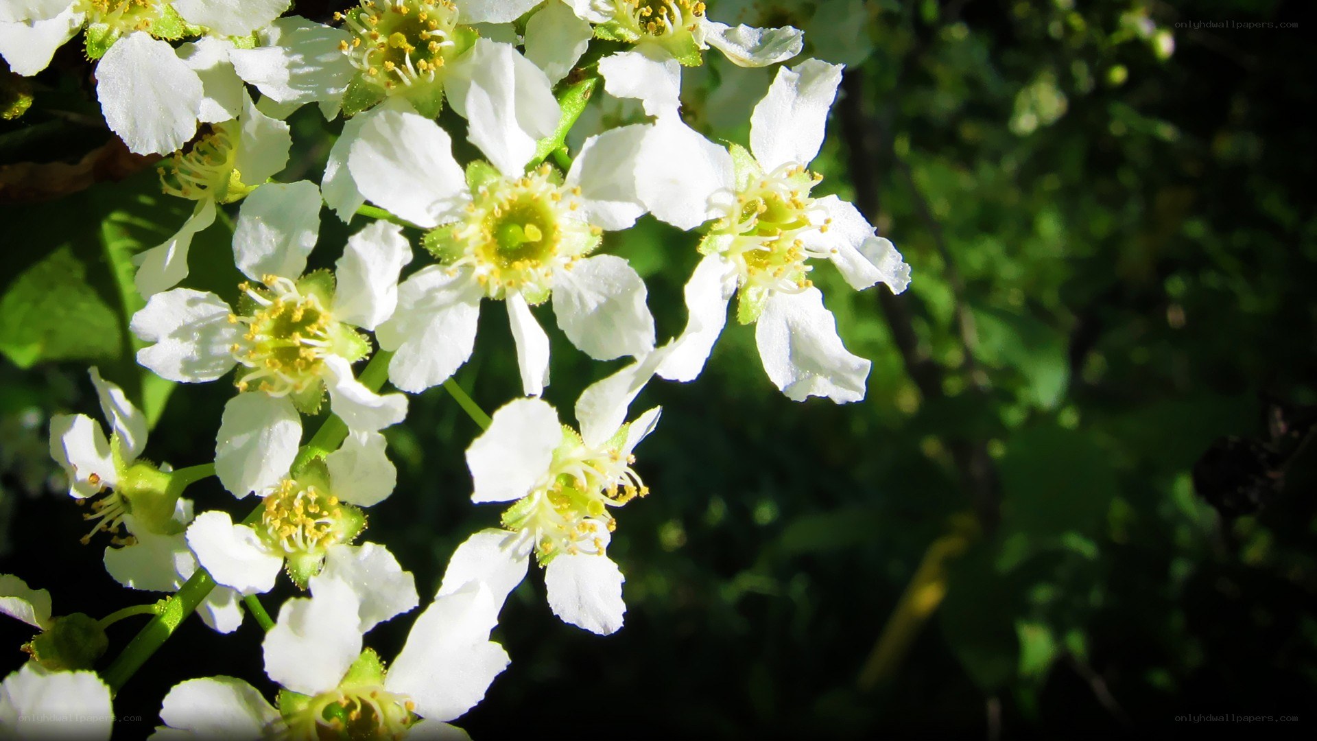 white flowers in sunlight