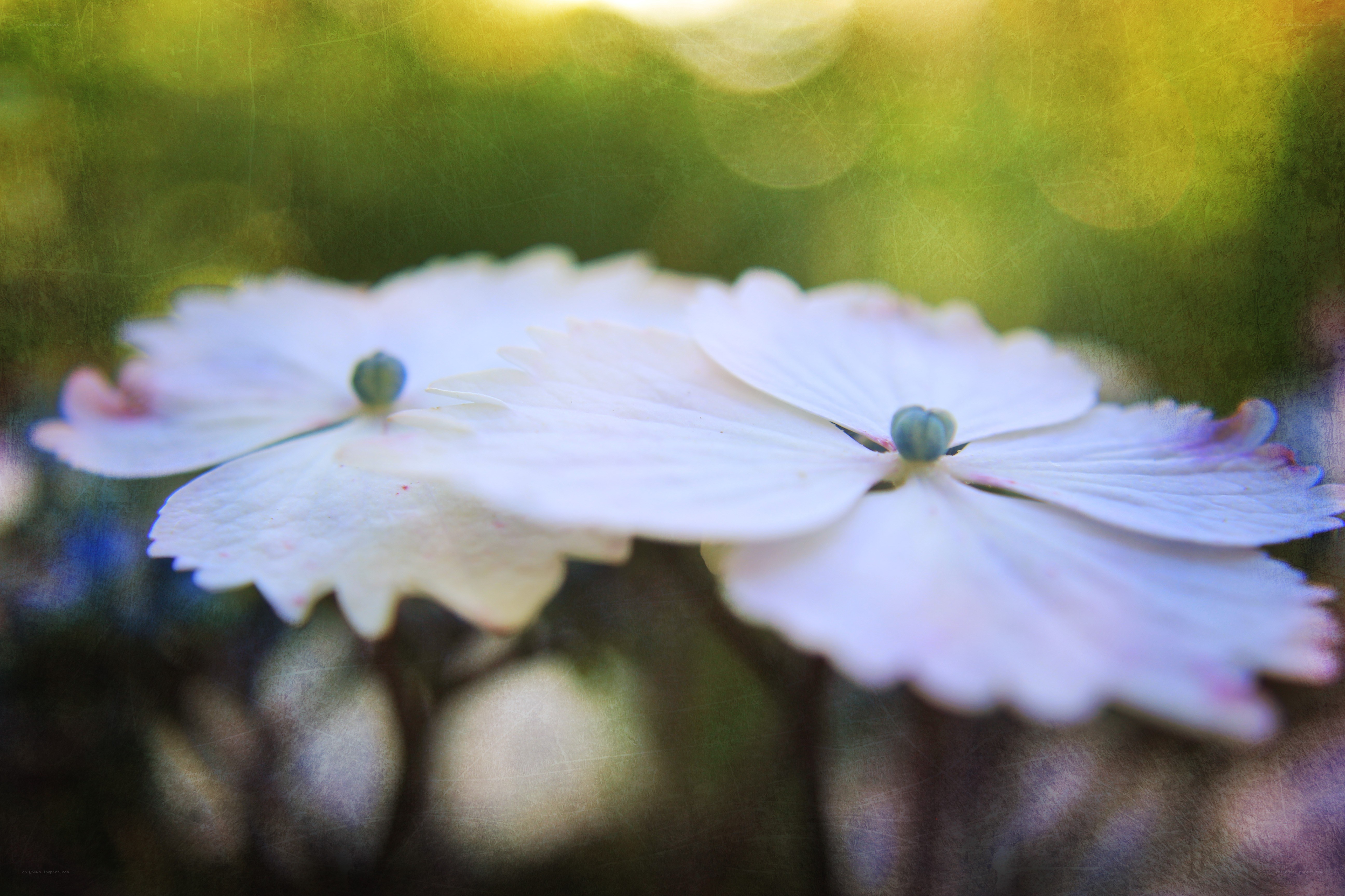 white flowers in sunlight