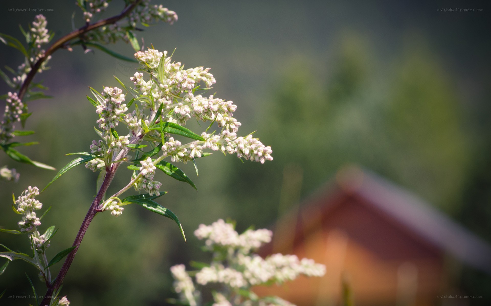 white flowers in sunlight