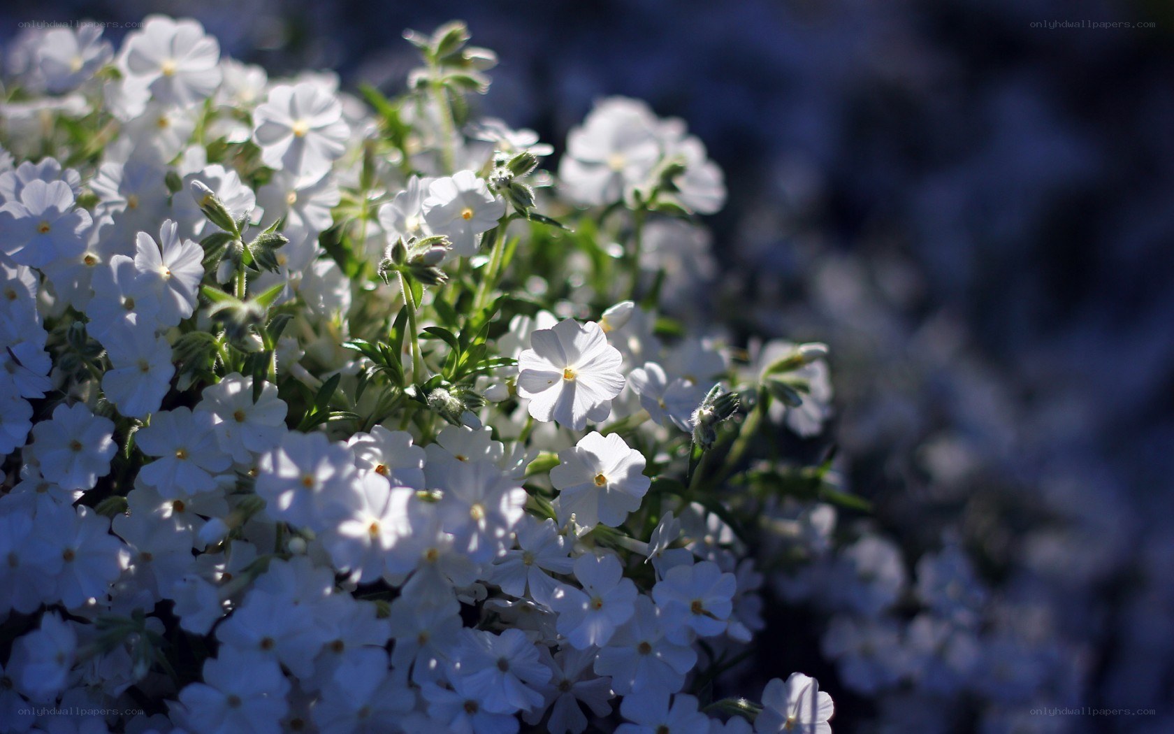 White flowers in sunlight
