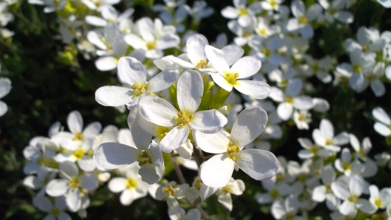white flowers in sunlight