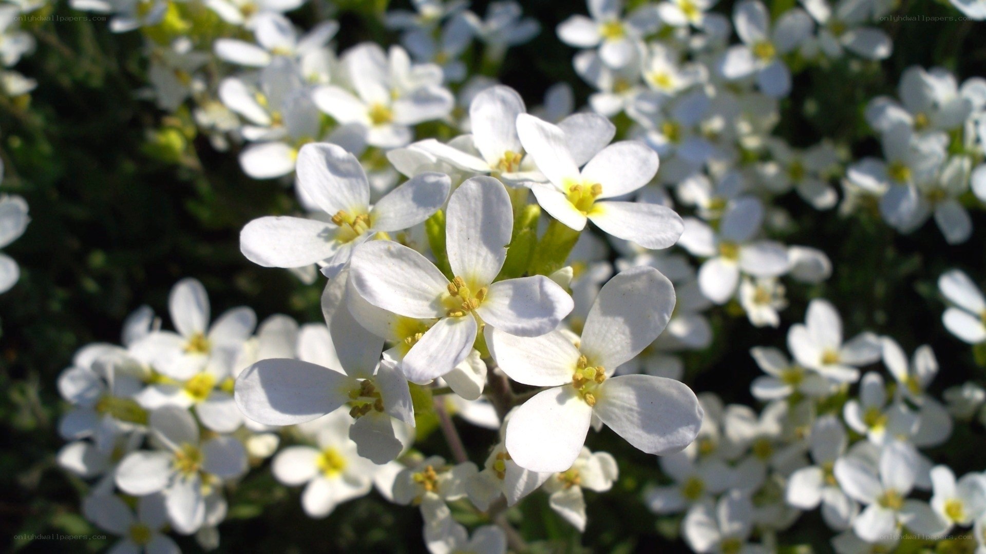 white flowers in sunlight