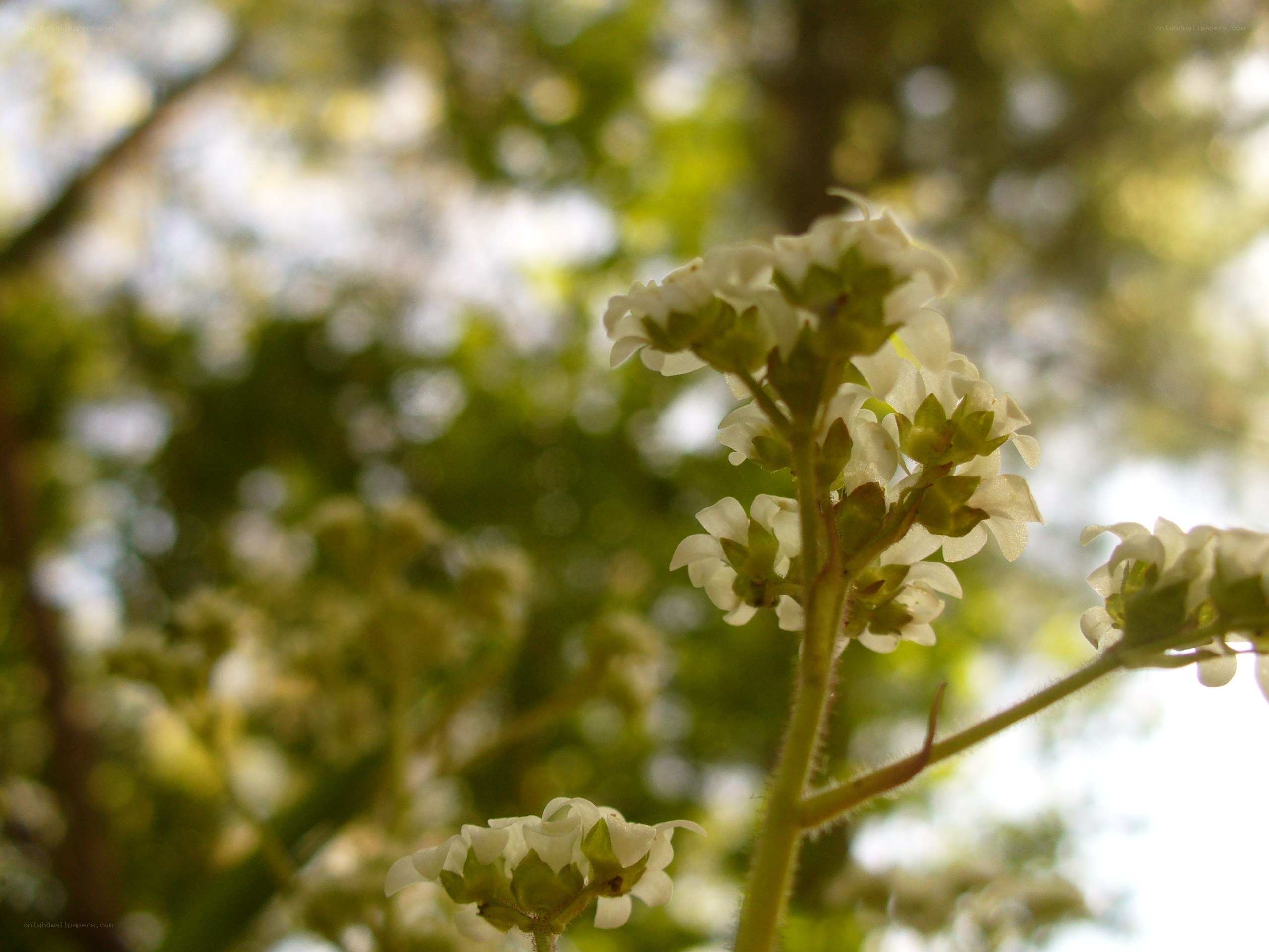 White flowers in sunlight