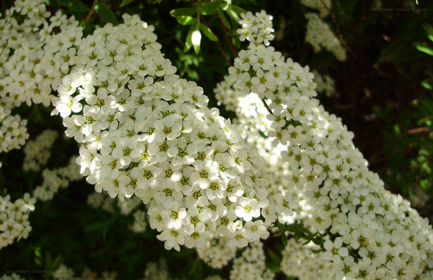 white flowers in sunlight