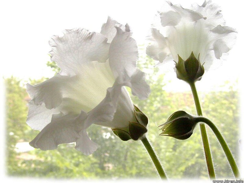White flowers in sunlight