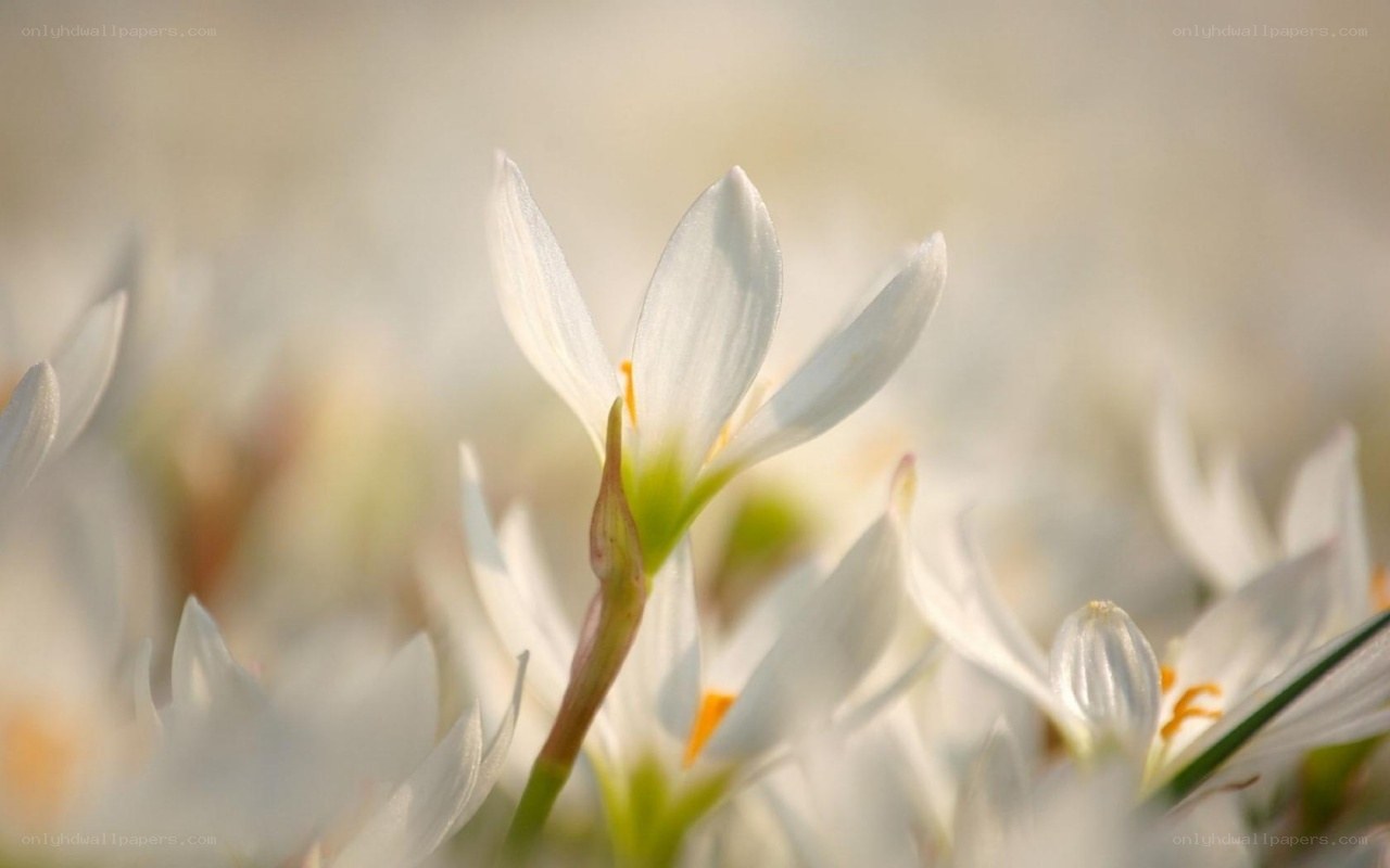 white flowers in sunlight