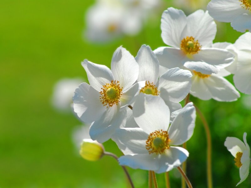 White flowers in sunlight
