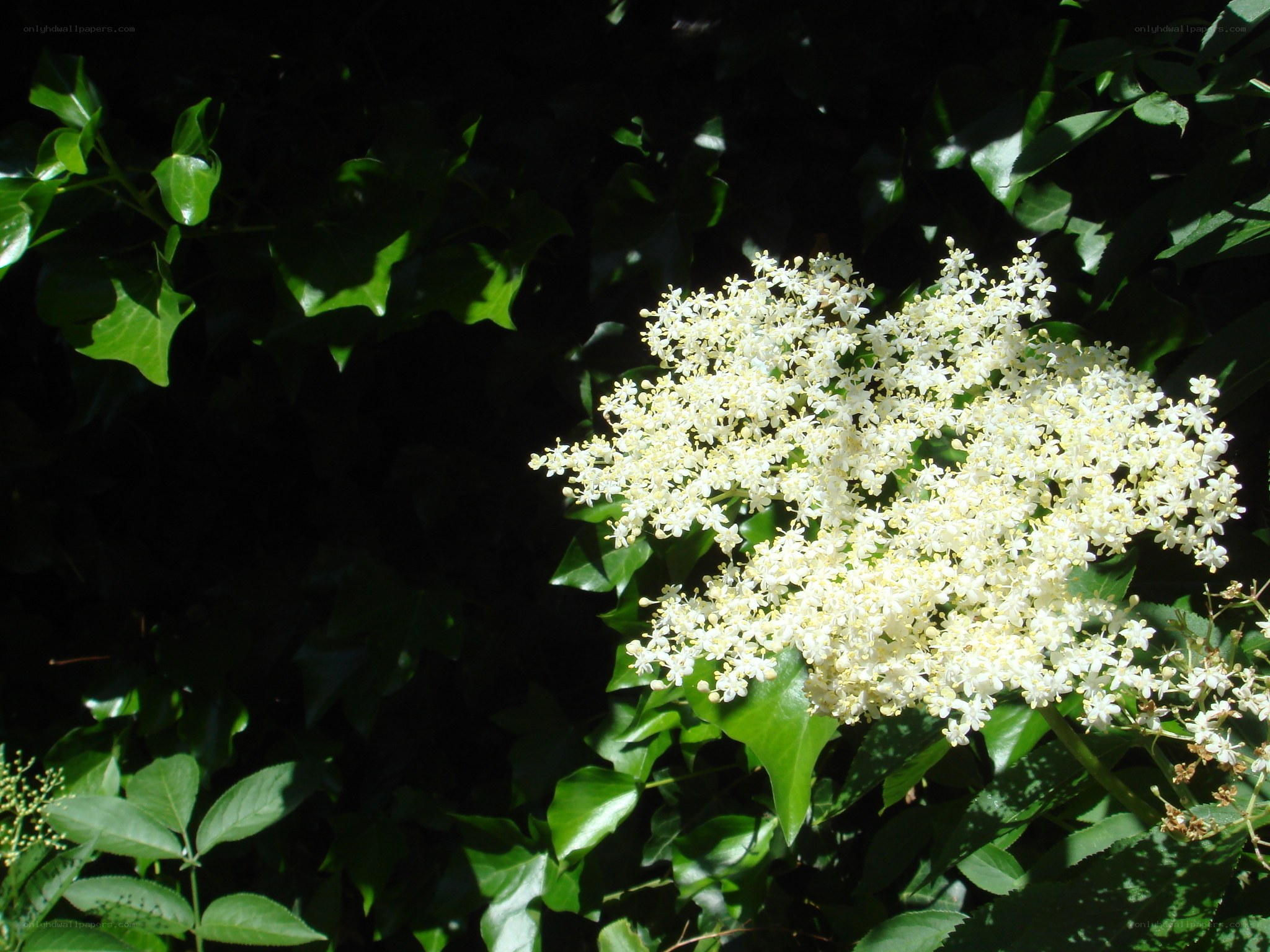 White flowers in sunlight