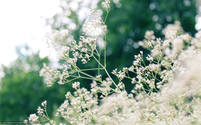 White flowers in sunlight