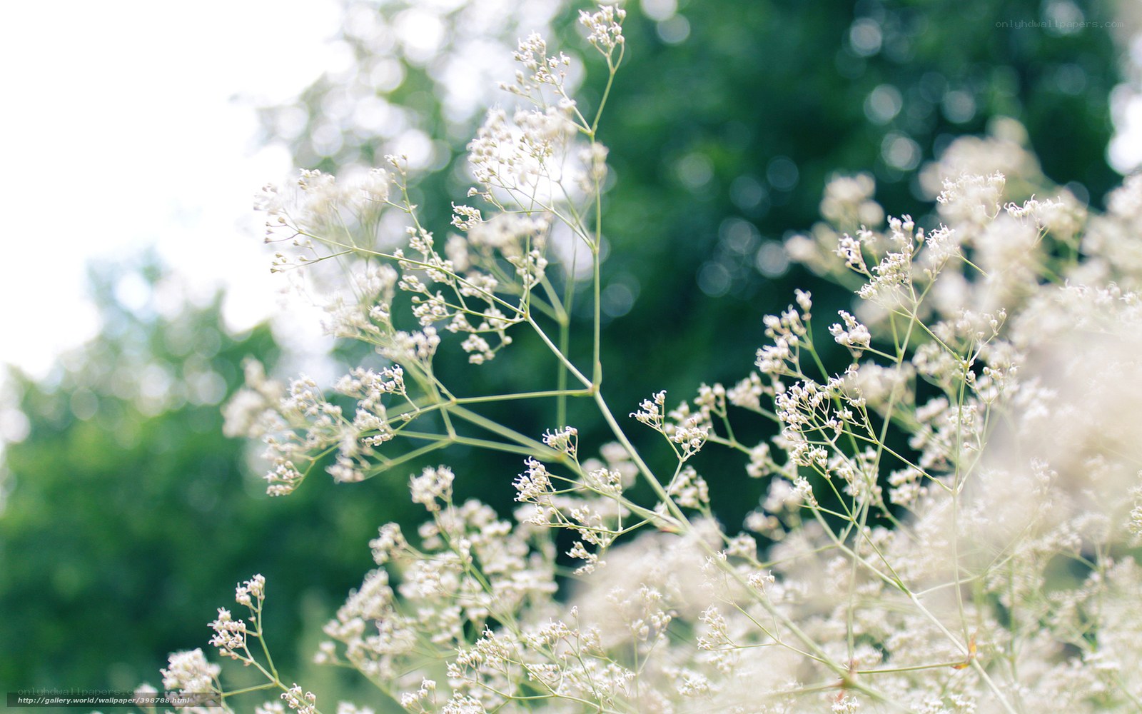 White flowers in sunlight