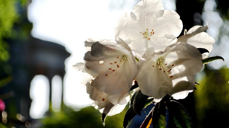 White flowers in sunlight