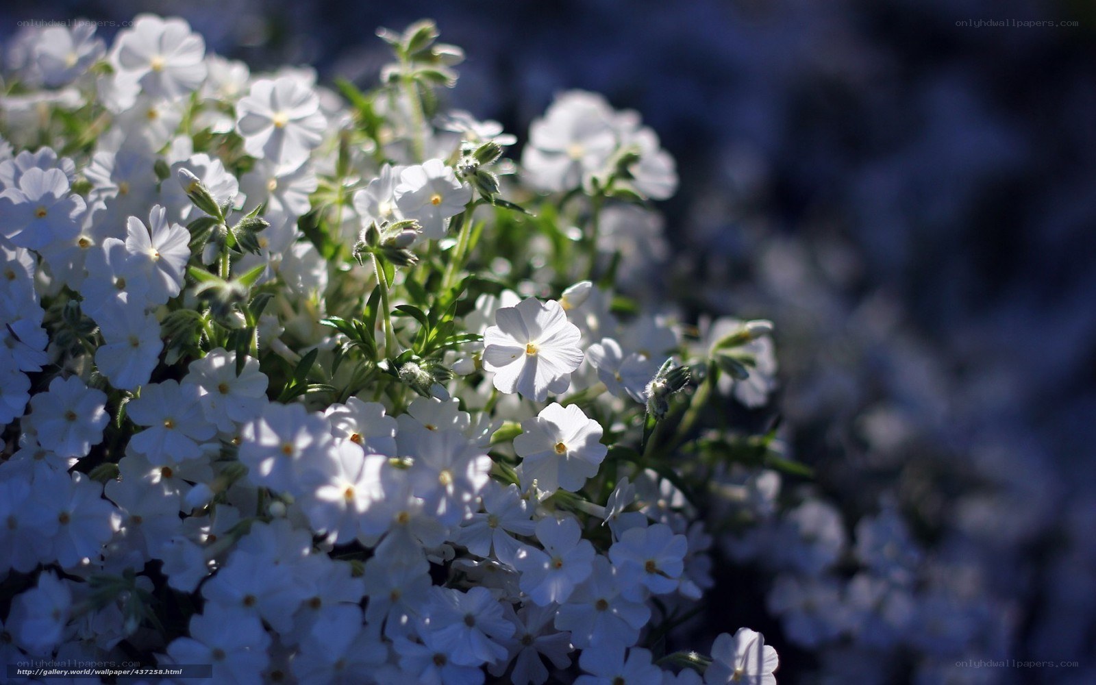 White flowers in sunlight