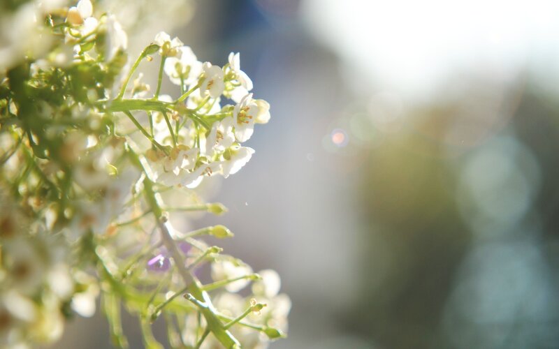 White Flowers in Sunlight — Serene, Morning