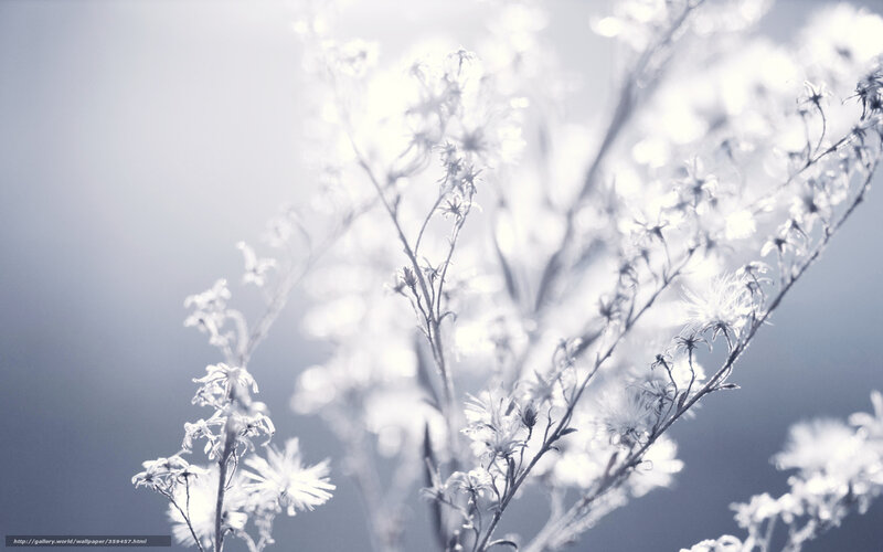 White Flowers in Sunlight — Serene