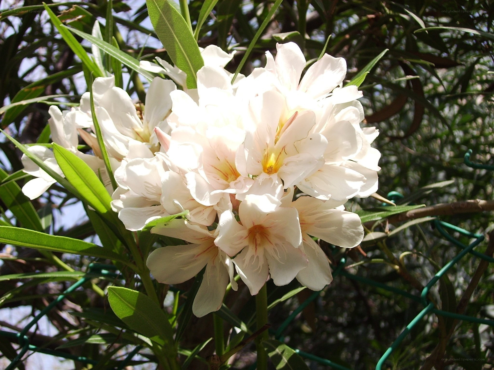 White flowers in sunlight