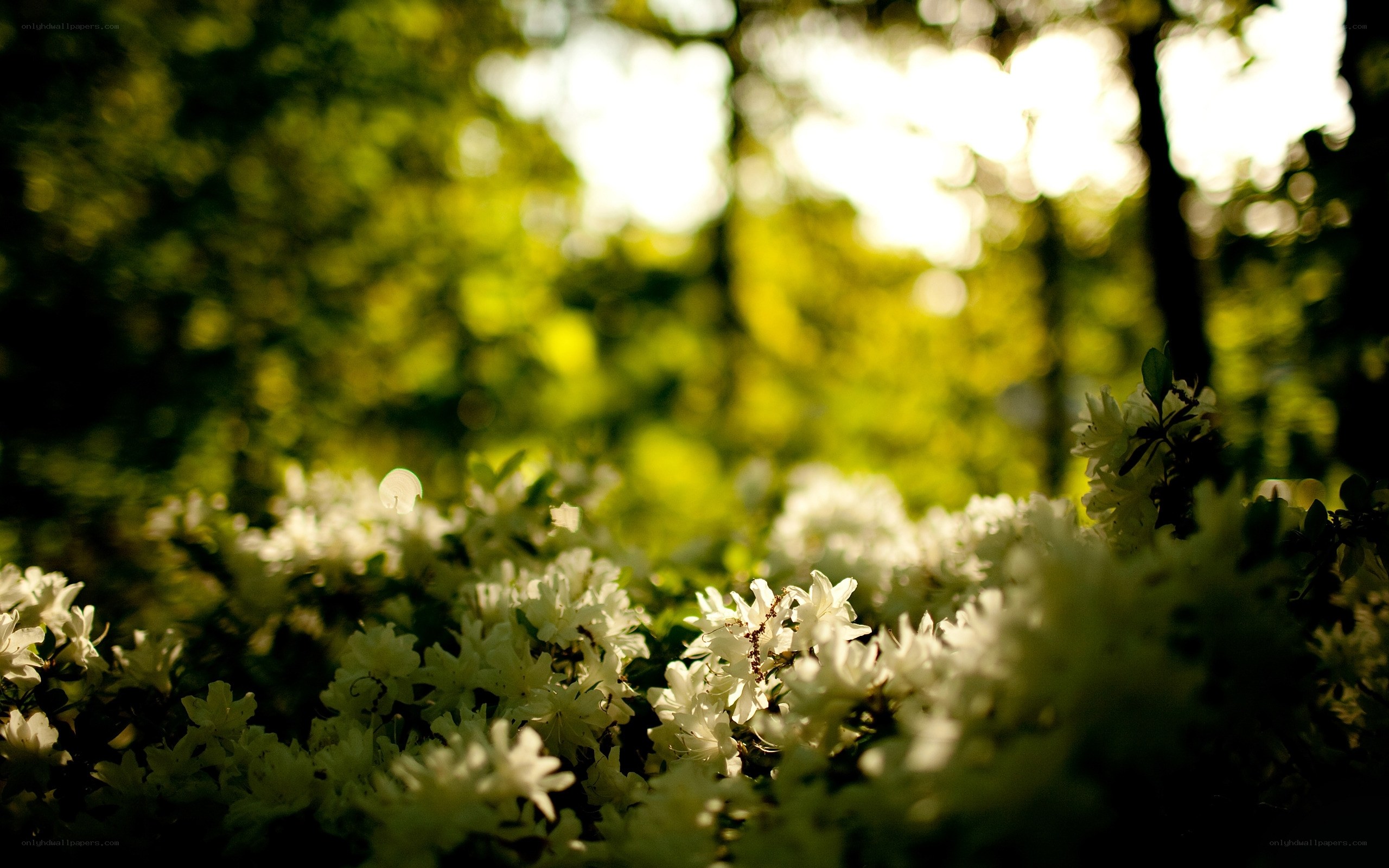 White flowers in sunlit forest
