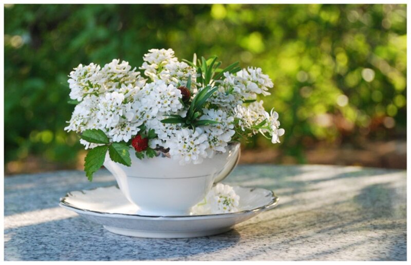 White Flowers in Teacup