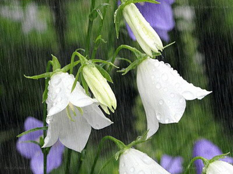 White flowers in the rain