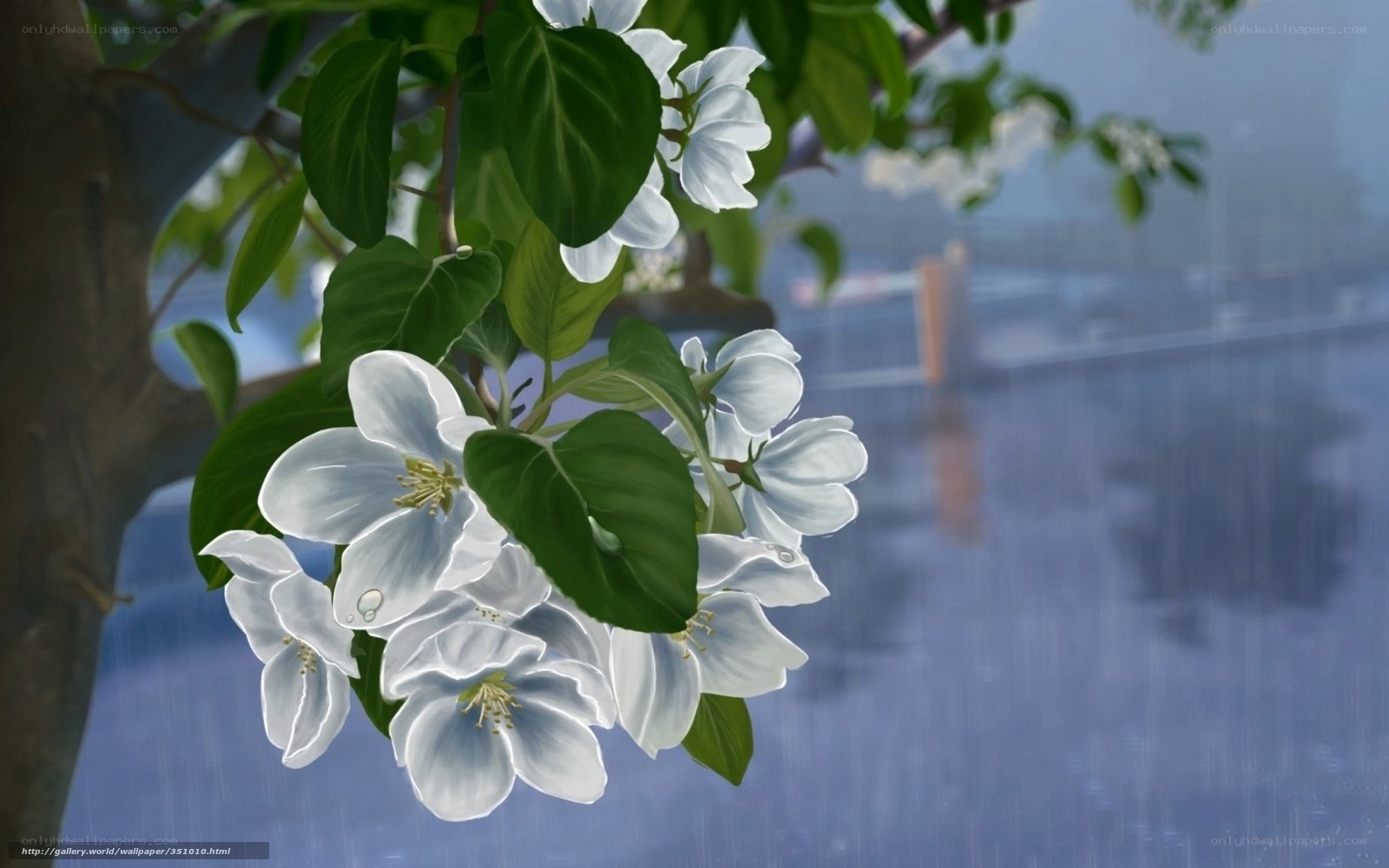 White flowers in the rain