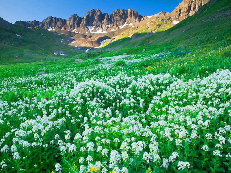 White Flowers in Valley