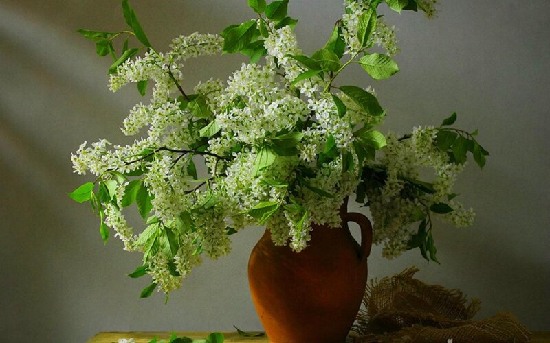 White Flowers in Vase — Brown, Serene, Spring, Photograph, Branches