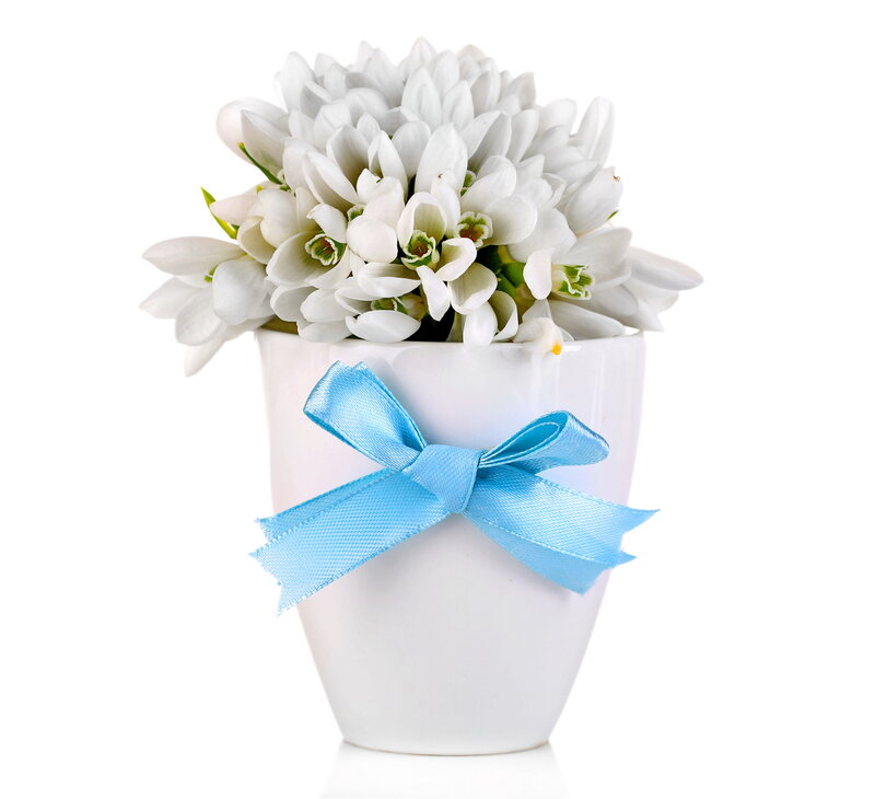 White Flowers in Vase — Serene, Photograph, Bow