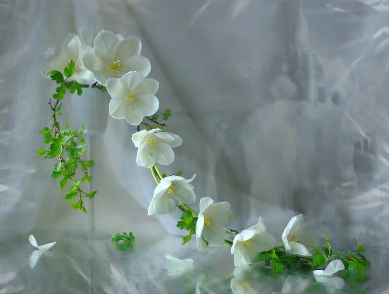 White Flowers in Vase — Serene, Photograph, Green Leaves, Reflection