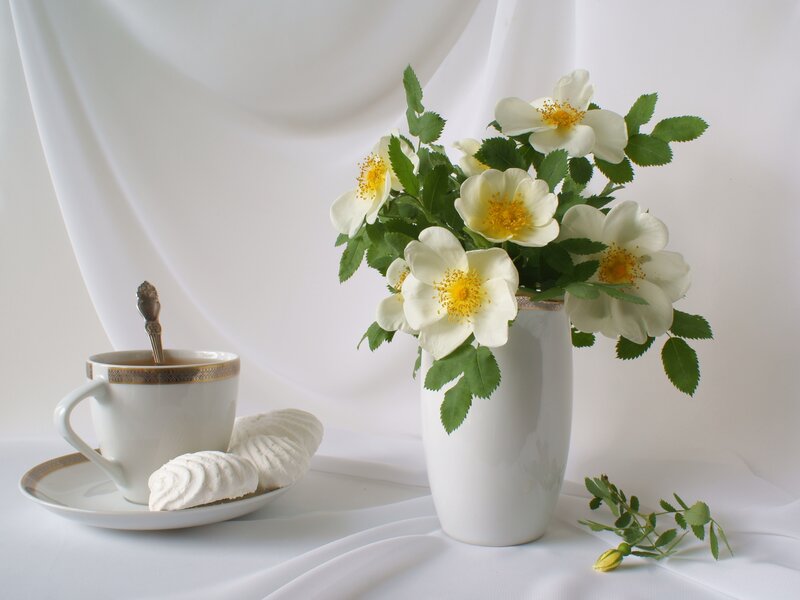 White Flowers in Vase — Serene, Photograph