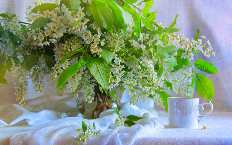 White Flowers in Vase — Serene, Spring, Photograph, Cup