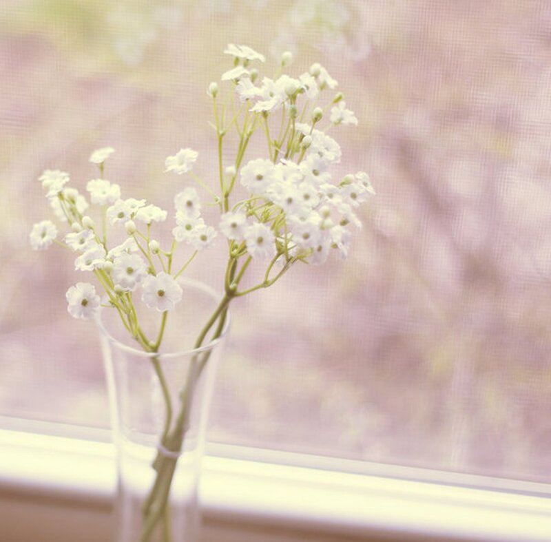 White Flowers in Vase — Serene, Spring, Photograph, Window