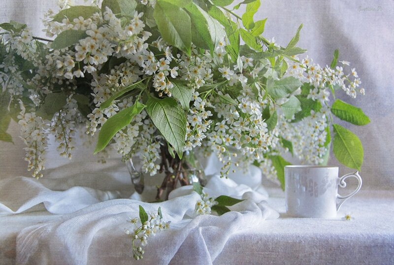 White Flowers in Vase — Serene, Spring