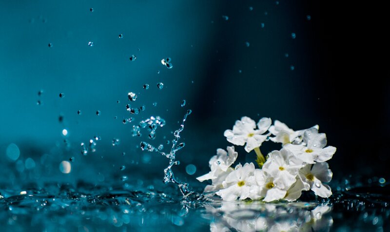 White Flowers in Water — Blue