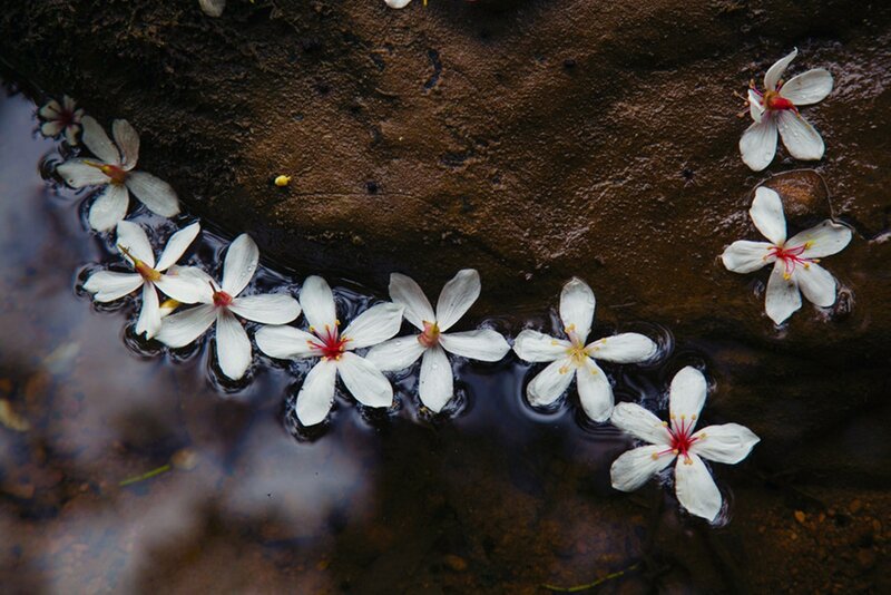 White Flowers in Water — Serene