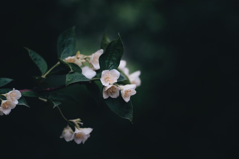 white flowers on a branch