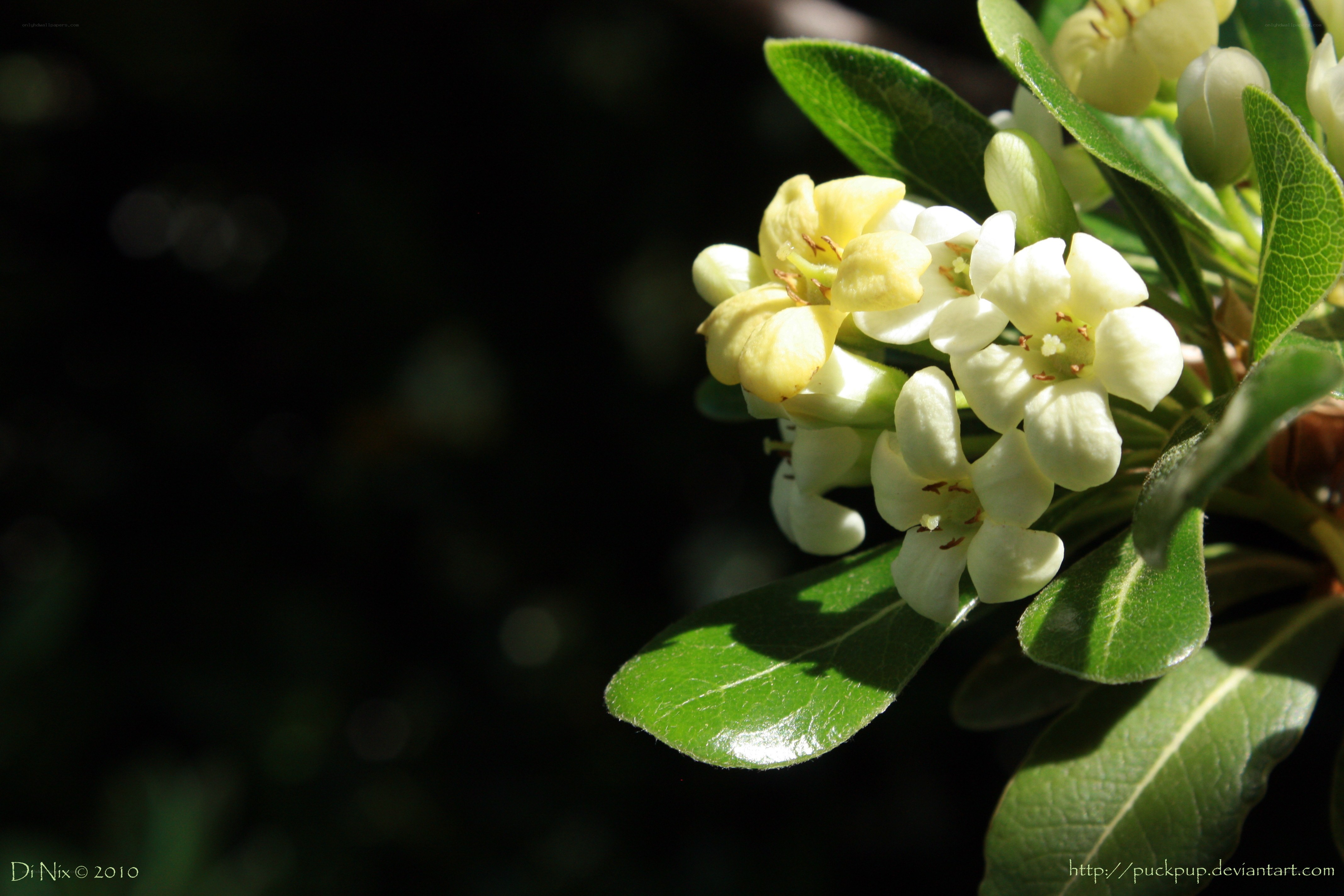 white flowers on a branch