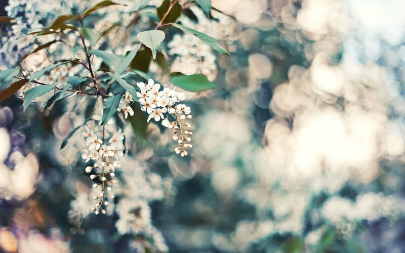 white flowers on a branch