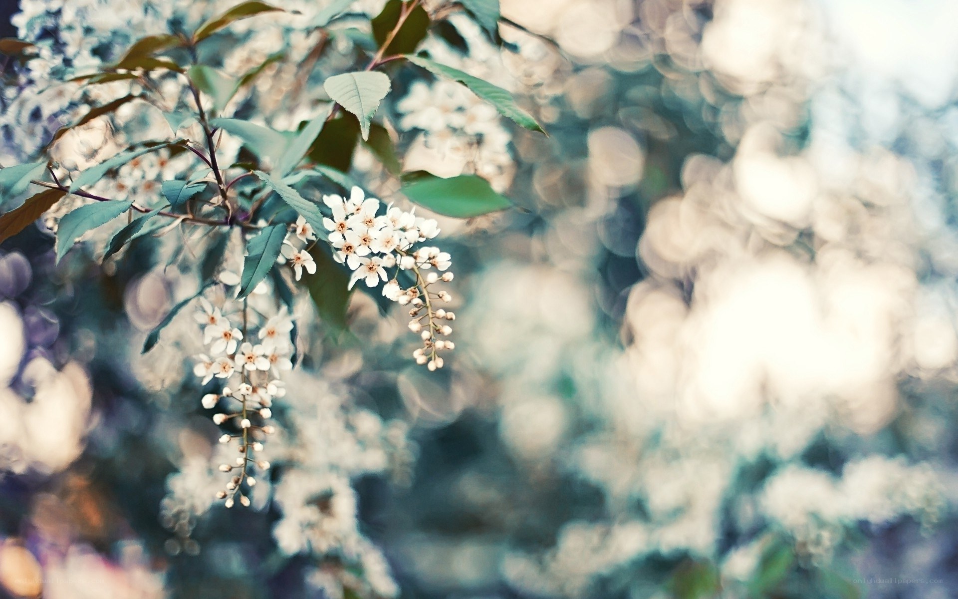 white flowers on a branch